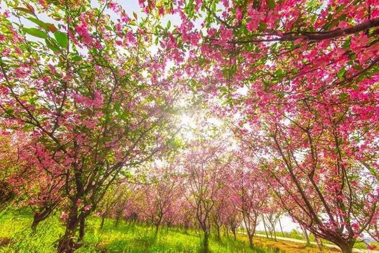 蜜桃成品人视频入口